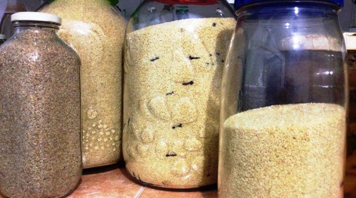 La solution contre les mites alimentaires